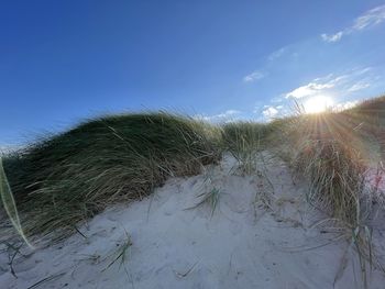 Plants on beach against sky