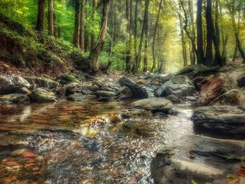 Stream flowing through rocks in forest