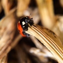 Close-up of insect