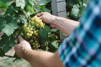 Cropped image of man plucking grapes in vineyard