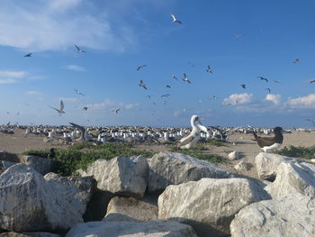 Seagulls flying over rocks against sky