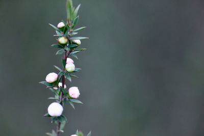 Close-up of white flowering plant