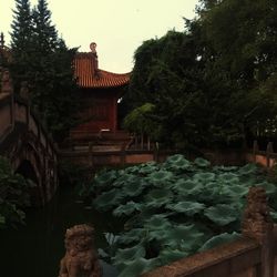 Plants growing on tree