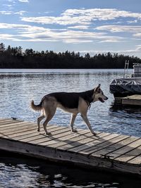 Dog standing in a lake