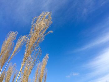 Low angle view of vapor trail against blue sky