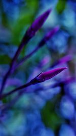 Close-up of purple flower