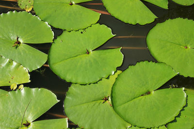 Pacman water lily leaves floating on the surface of a pond. the leaves look a bit like pacman.