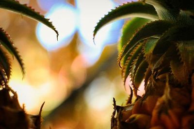 Close-up of plant against blurred background