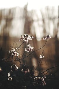 Close-up of flowers growing on tree against sky