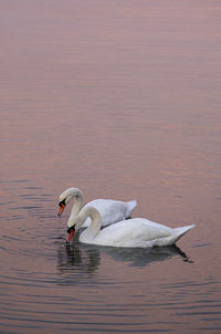 Swan swimming in lake