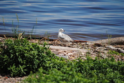 Bird perching on a grass