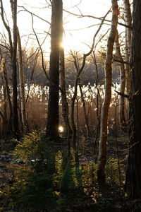 Sunlight streaming through trees in forest