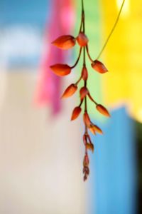 Close-up of plant against sky