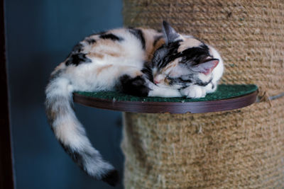 Close-up of cat sleeping