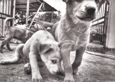 Close-up of dog outdoors