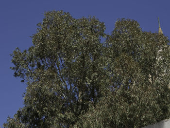 Low angle view of trees against clear blue sky