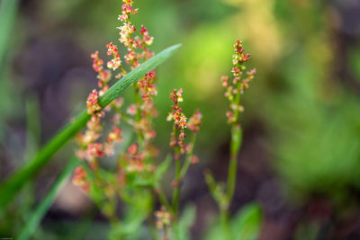 Close-up of flowering plant