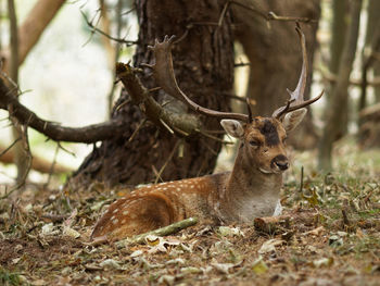 Deer in a forest