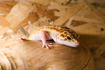 High angle view of a lizard