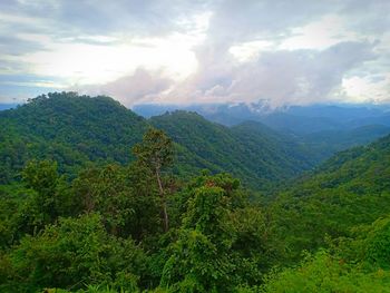 Scenic view of forest against sky