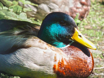 Close-up of mallard duck