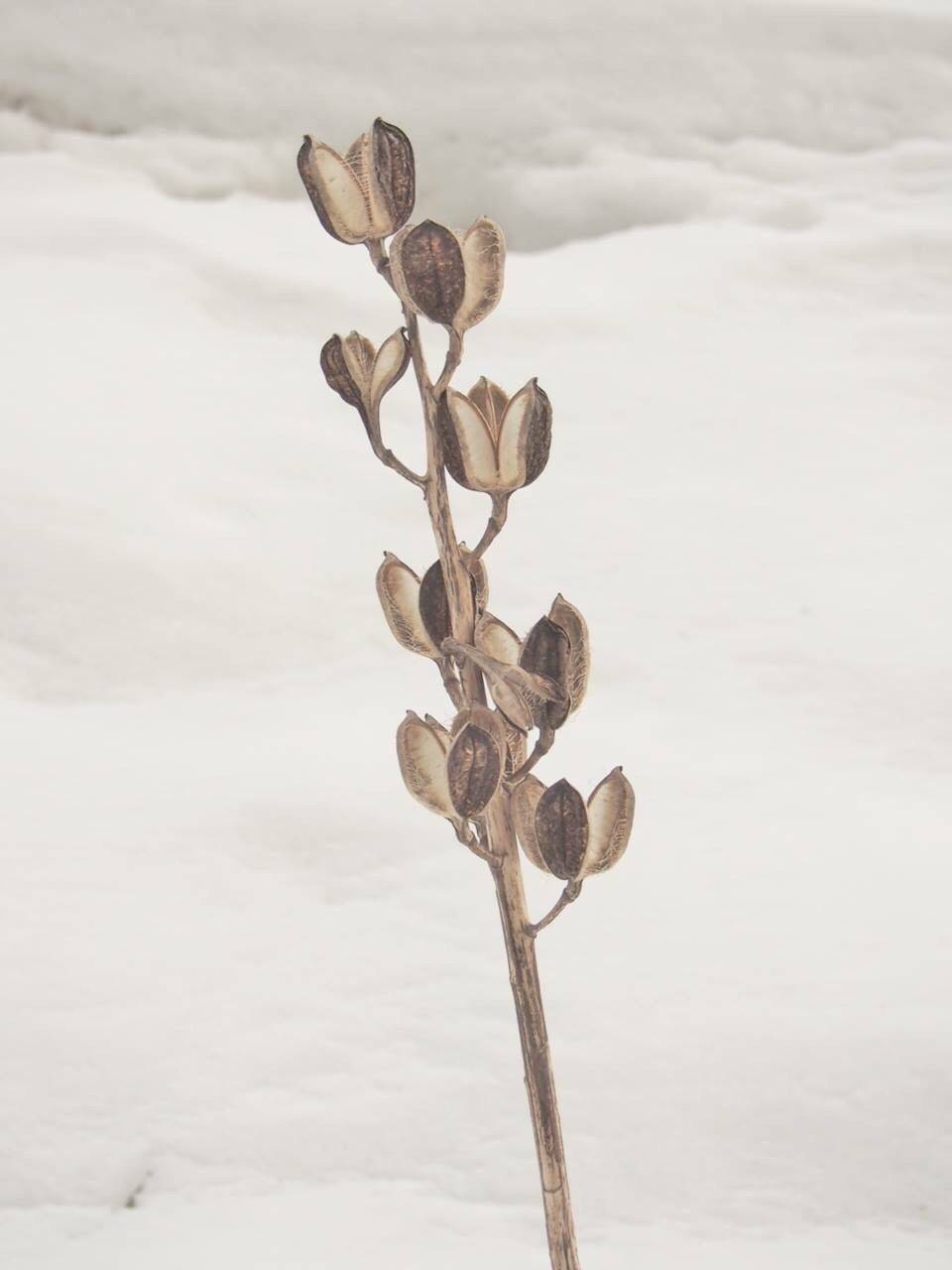 nature, tranquility, growth, snow, close-up, winter, beauty in nature, stem, sky, dead plant, plant, cold temperature, day, branch, no people, focus on foreground, tranquil scene, outdoors, field, season