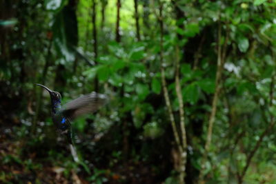 Bird flying in the forest