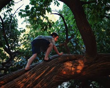 Low angle view of woman walking on tree trunk