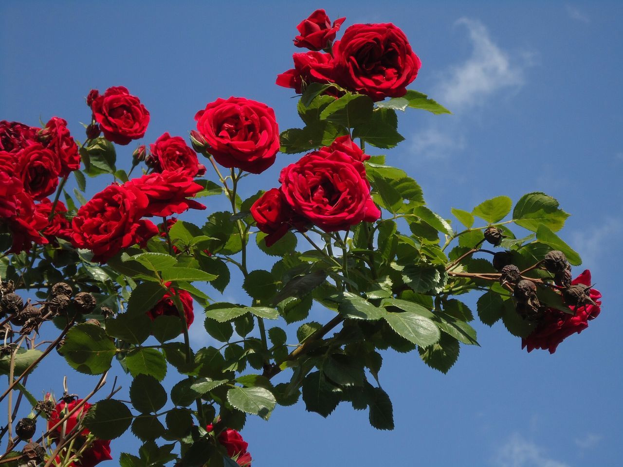 Roses & sky