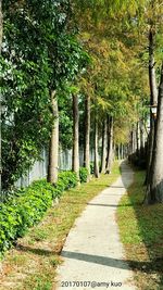 Walkway amidst trees