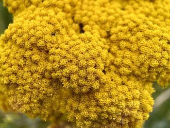 Close-up of yellow flowering plant