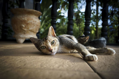 Close-up portrait of a cat resting