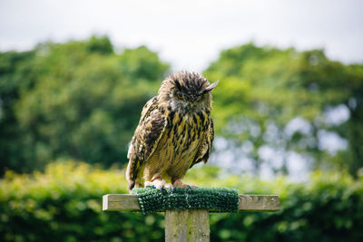 Close-up of owl perching on wood