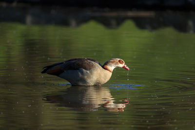An egyptian goose during the golden hour