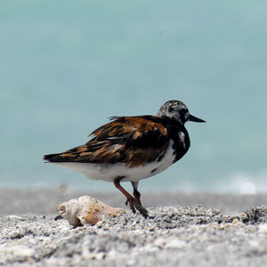 Close-up of bird on the beach gazing at water