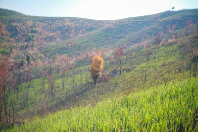 Scenic view of field against sky