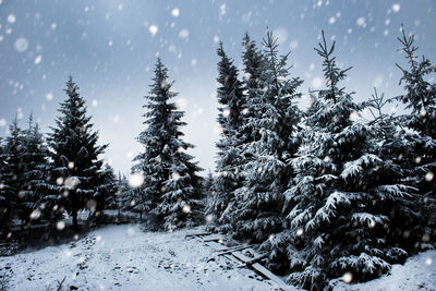 Snow covered trees in forest against sky