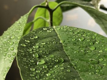 Close-up of raindrops on leaves