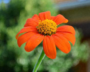 Close-up of orange flower blooming outdoors