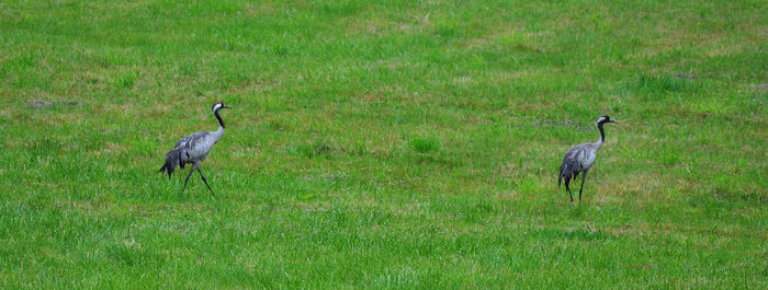 Ducks walking on grassy field