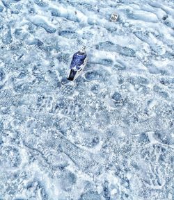 Close-up of bird on snow