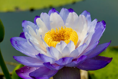 Close-up of purple flower