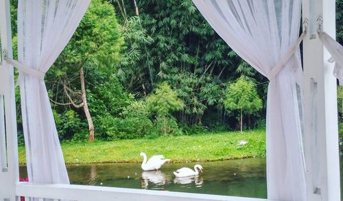 View of swan swimming pool