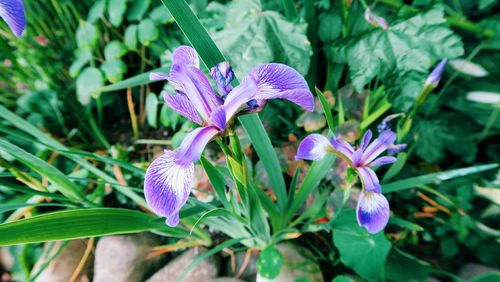 Close-up of purple flowers