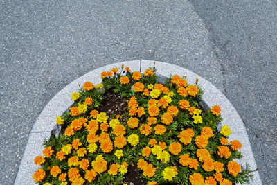 High angle view of yellow flowering plant on road