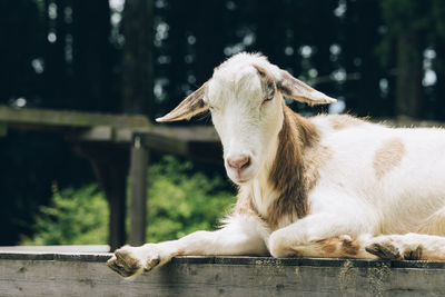 Portrait of goat sitting outdoors