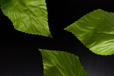 Close-up of fresh green leaf against black background