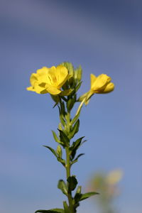 Close-up of yellow flowering plant against sky