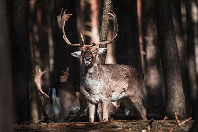 Deer standing in a forest