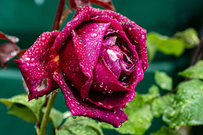 Close-up of wet pink rose flower